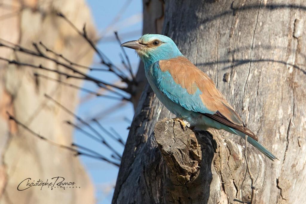 L'Oiseau Bleu Suite Merle Bleu Roubia Екстериор снимка